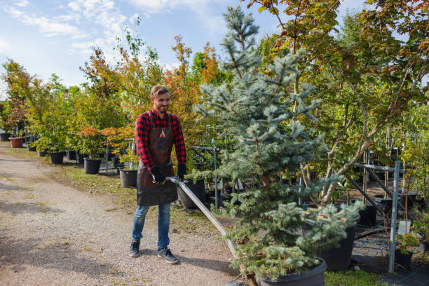 The Steps Involved in Our Tree Care Process in Ashland, WI